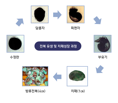 전복 유생 및 치패성장 과정 : 수정란 → 담륜자 → 피면자 → 부유기 → 치패(1㎝) → 방류전복(4㎝)